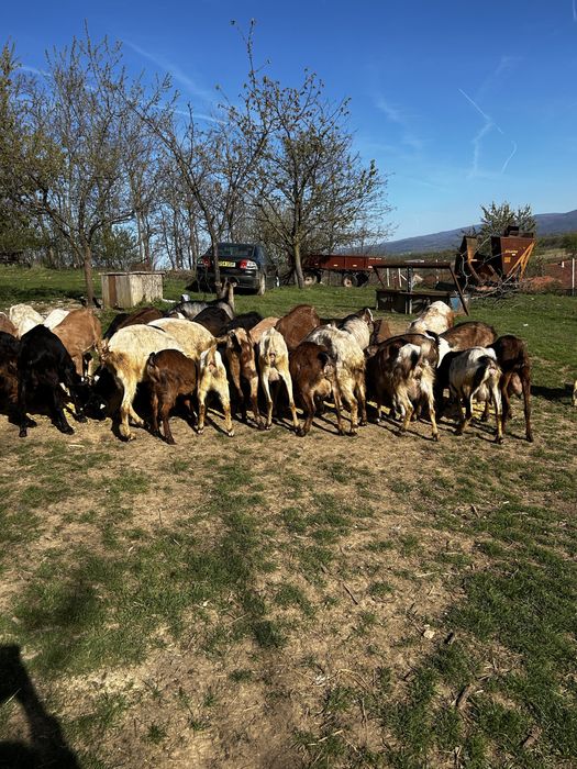 Capre Metris cu Anglonubian