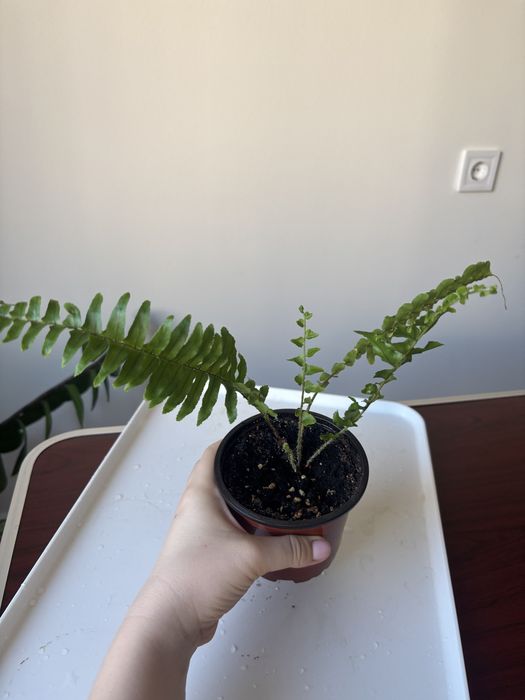 Папоротник нефролепис