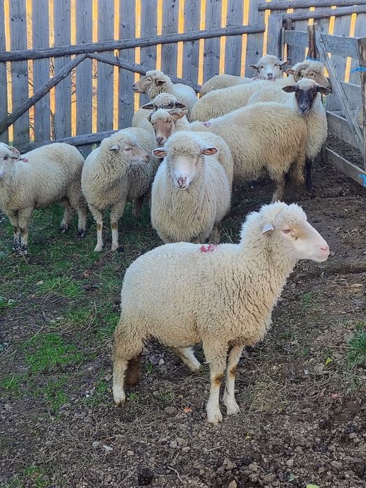 10 oi ,un berbec doi cârlani