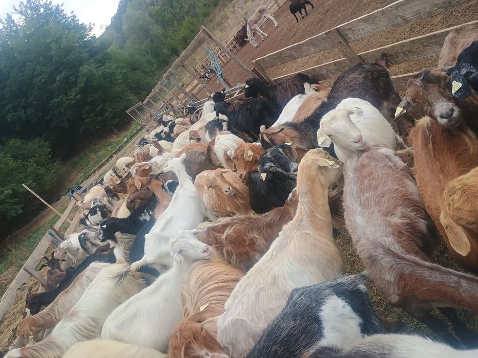 Vând turma de capre și 2 măgari