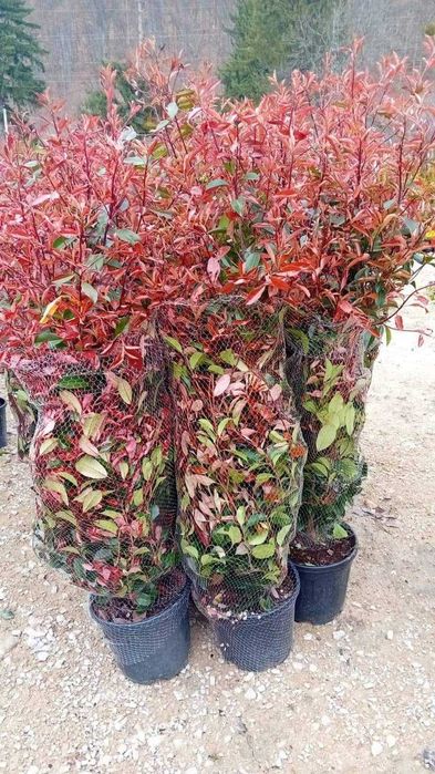 Garduri Vii deosebite | Photinia Red Robin + Grădini Personalizate
