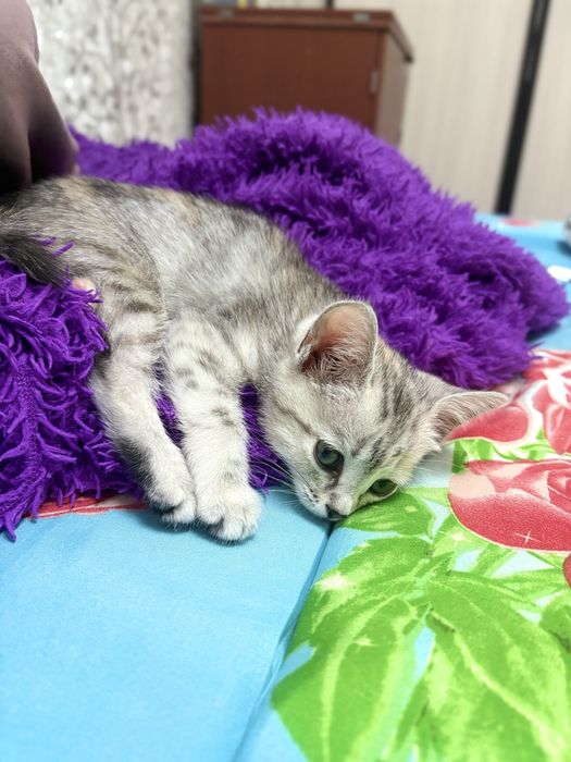 Продам котеночка девочка