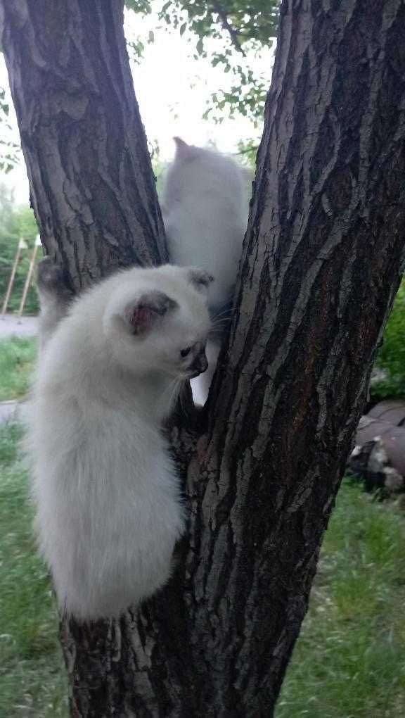 Котята ищут добрых хозяев и домашний уют