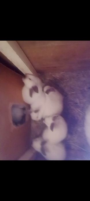 Kalif quyonchalar sotiladi