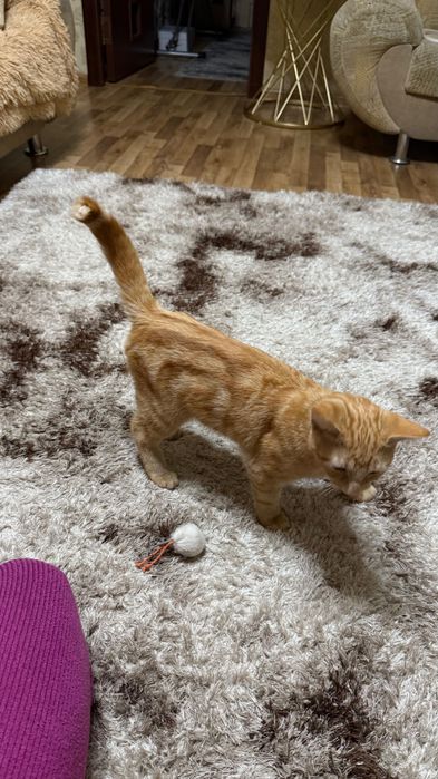 Котенок мальчик 5 месяцев