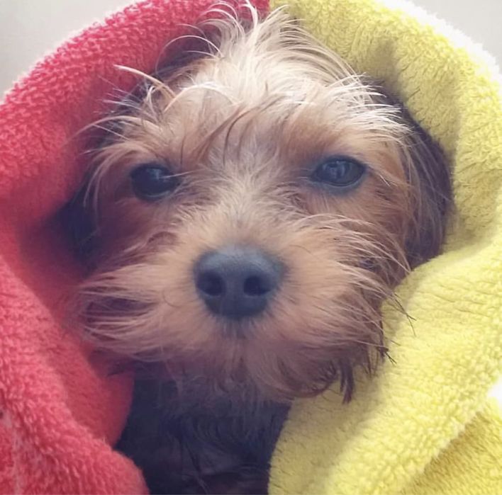 Tund igienic caini si pisici