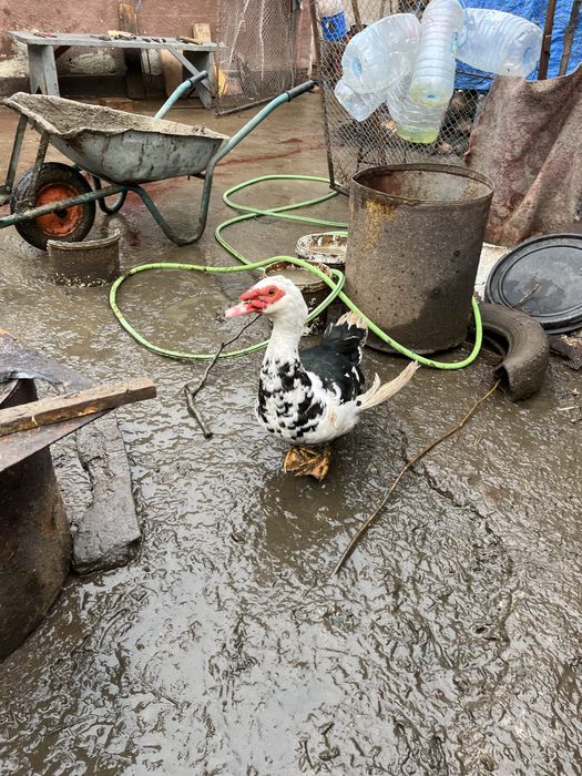 Rațe mute, masculi si femele