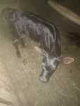 Vând vițel  tânăr