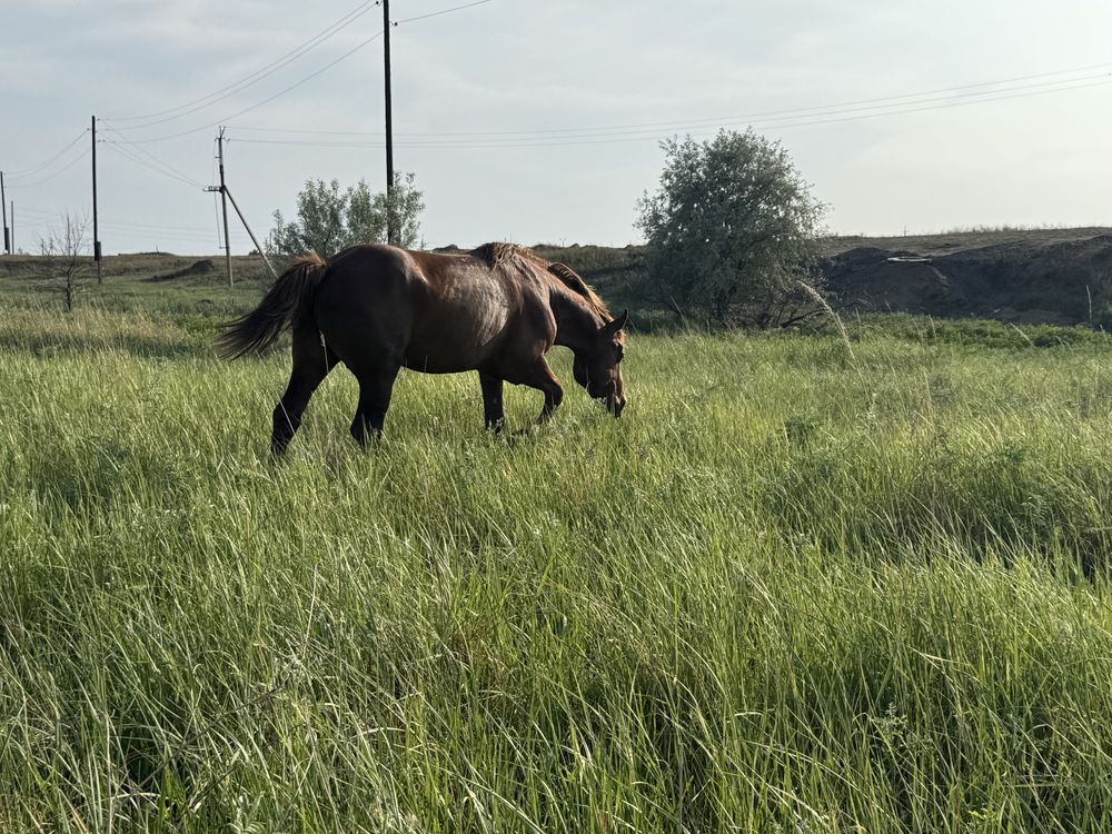 Продам жеребца 7 лет