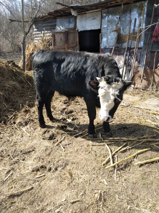 Vând Tăurași De Carne