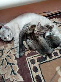 Котята домашние от сиамской кошки
