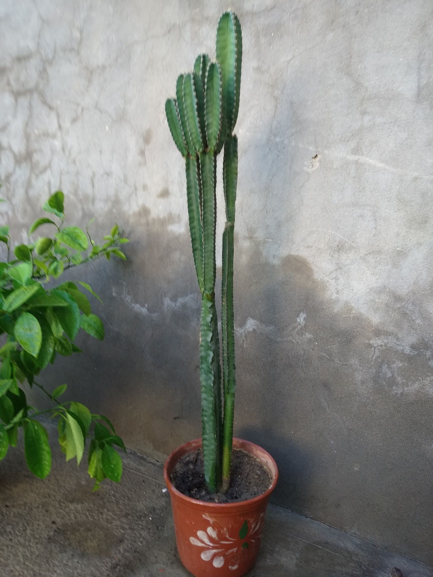 Разные виды кактусов