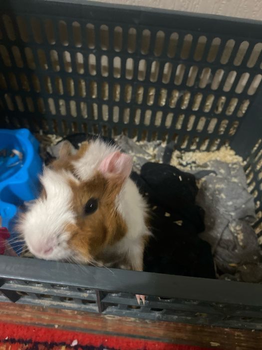 Продается Морская свинка короевская со всеми приспособлениями