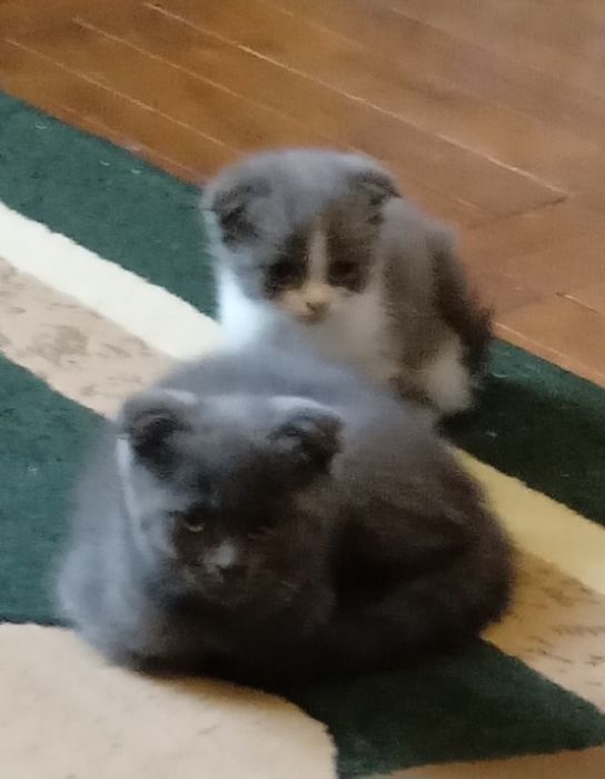 Вислоухие скотиш фолд котята