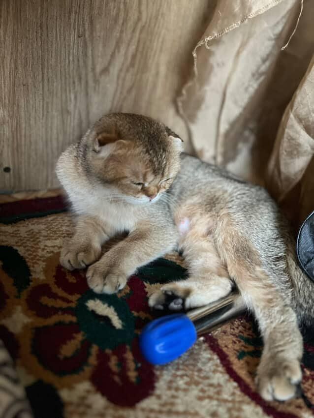 Котята веслоухие
