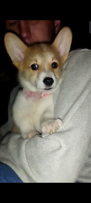 В продаже вельш пемброк корги