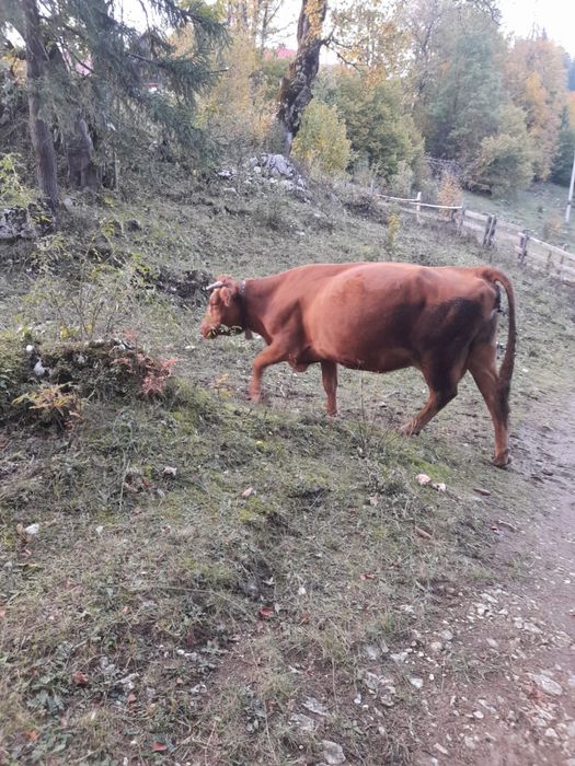 Vând vaca gestanta în 8 luni