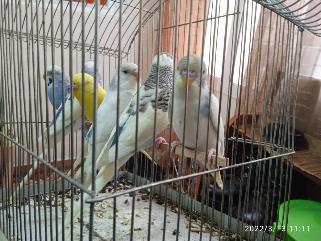 Валнистые попугаи красивое не обычнова окраса здоровые не больные почт