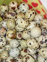 Перепелиные яйца, бөдене жұмыртқасы