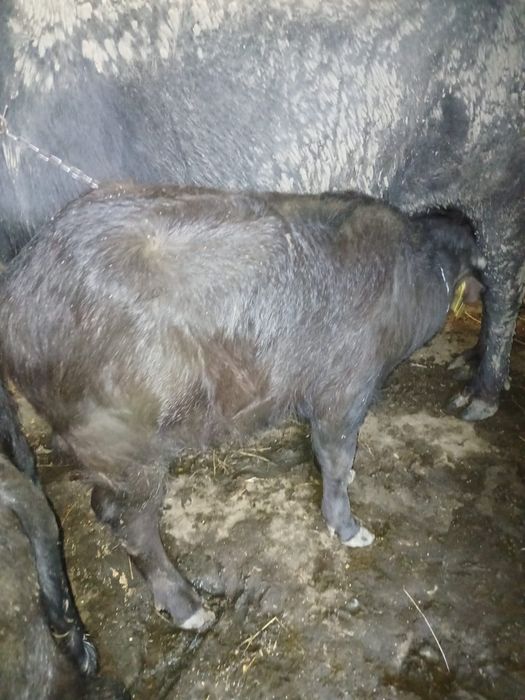 Vând vițel de bivoliță