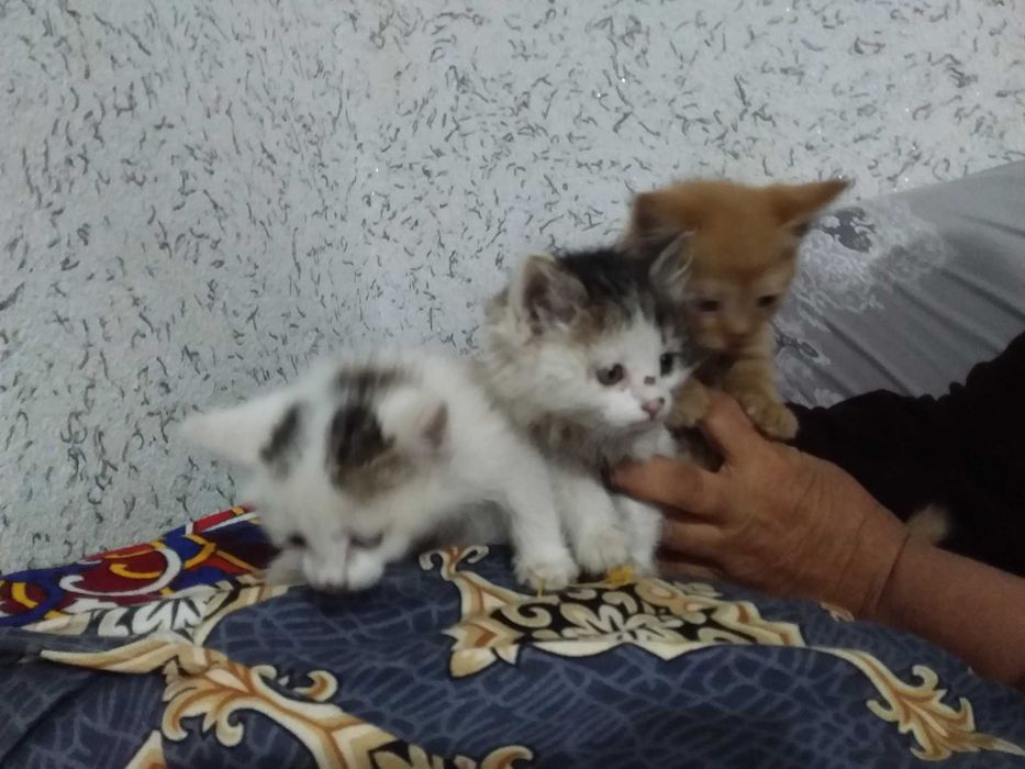Mushuklar hadya qilinadi