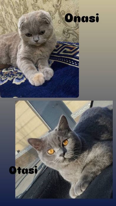 Кошка скоттиш страйт тоза зотдор мушук 1 ёш