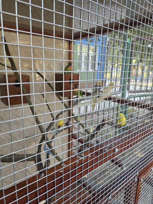 Продажи клетка с попугаями