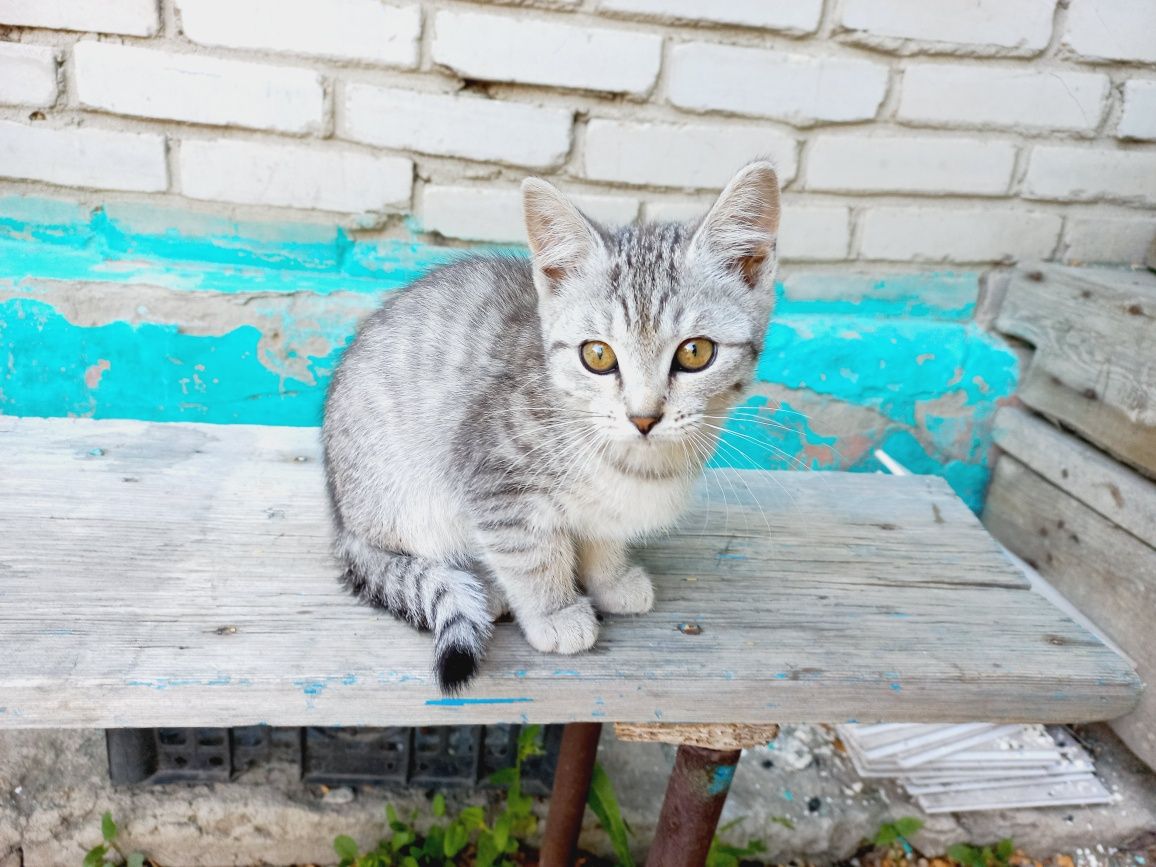 Отдам бесплатно котят в добрые руки