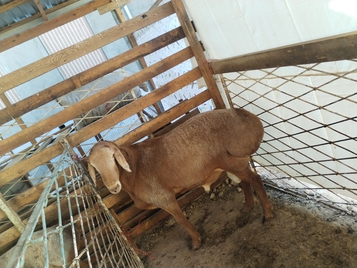 Assalomu alekum To'y Aqiqa  yaxshi qo'y sotiladi 55 60 kg chiqadi