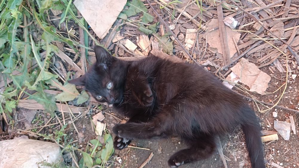 Отдам котят срочно