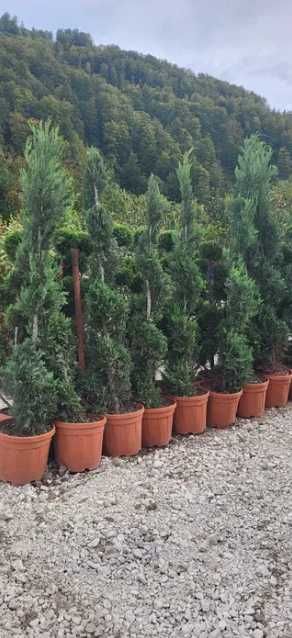 Plante Ornamentale Oriunde in tara!