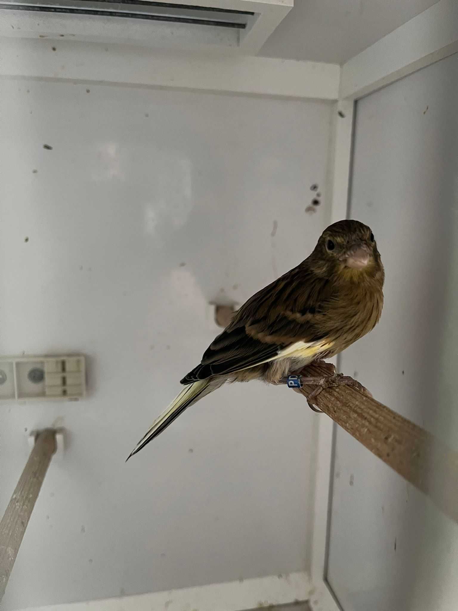 canari femele si masculi