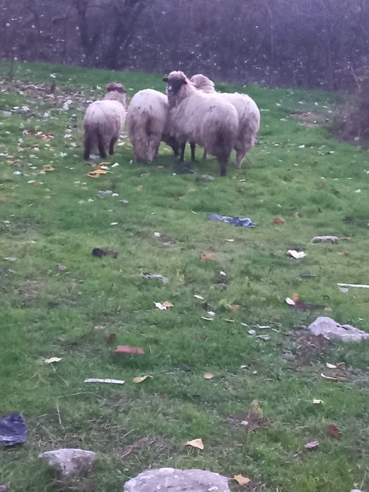 Vând 4 oi frumose și tinere și grase