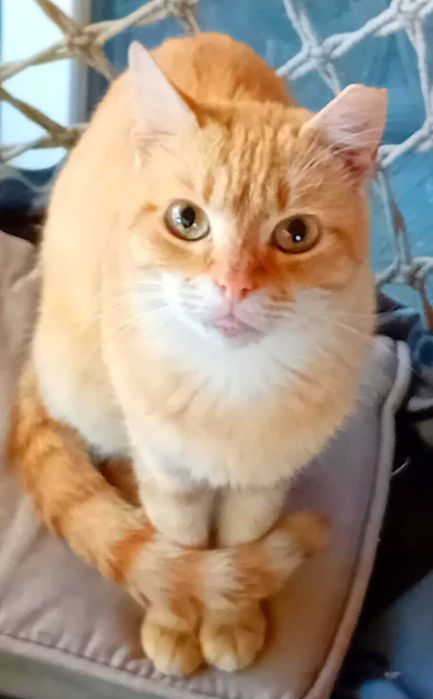 Adoptie pisica roscata castrata