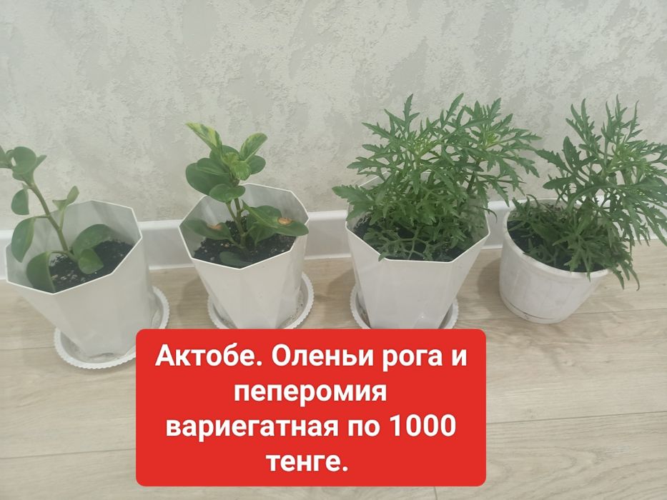 Цветы адениум, пеперомия. Оленьи рога