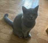 British shorthair blue 9 luni