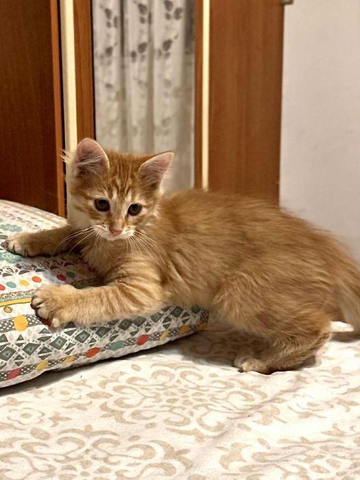 Pisici spre adopție