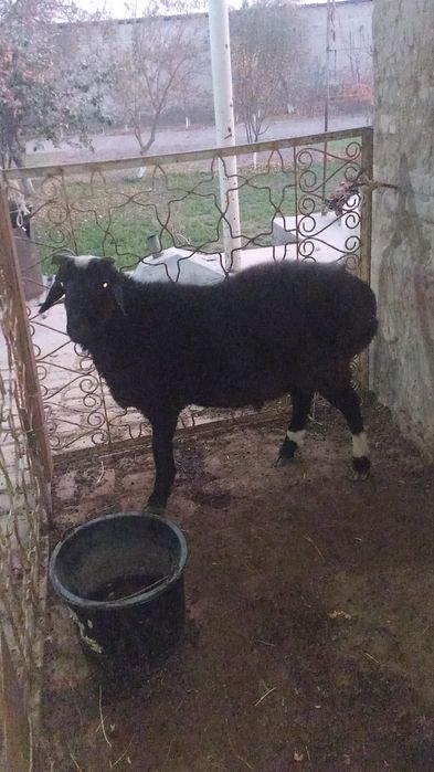 Qazoqi qo'chqor sotiladi uyga boqilgan