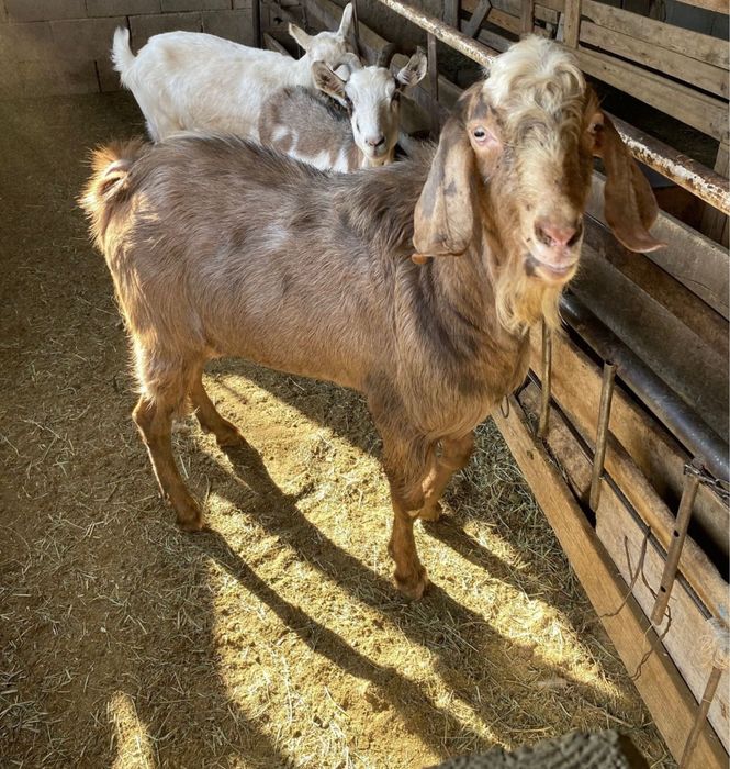 Нубийский теке сатылады