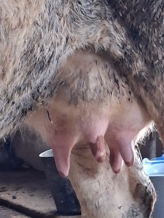 Vand o vaca de prăsilă