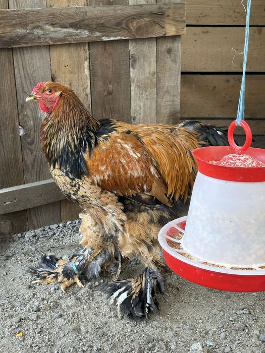 Vand cocos de Brahma sau schimb cu mii de flori