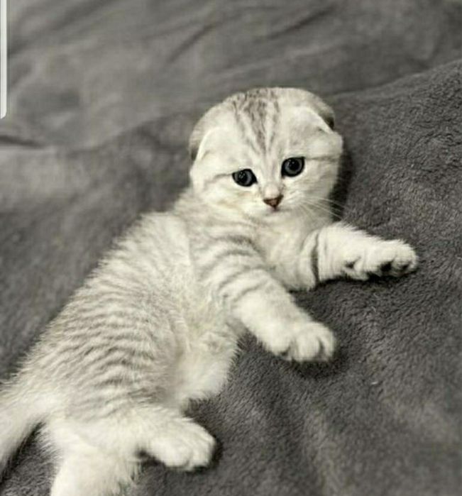 Шотландская вислоуха