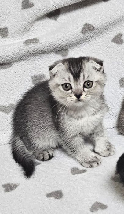 Вислоухие котята