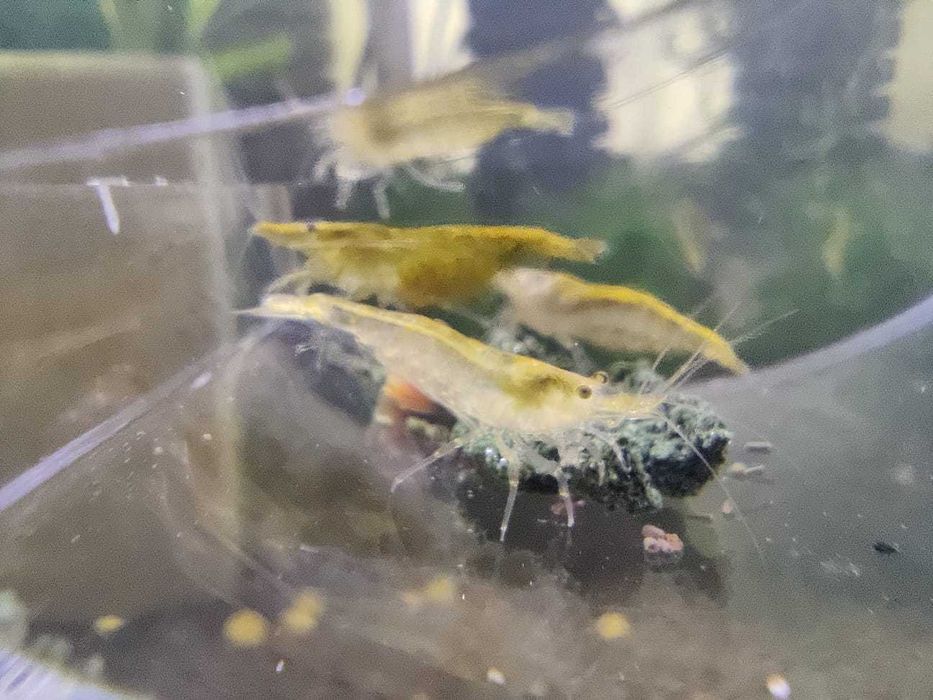 Creveti neocaridina red/yellow/blue