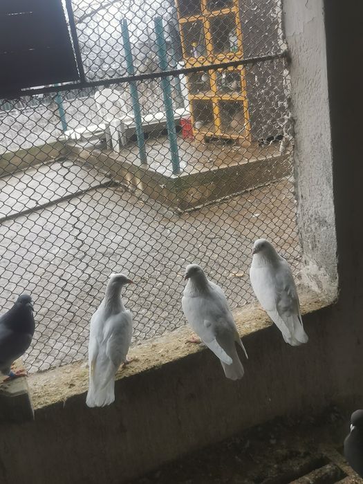 Porumbei Voiajori albi