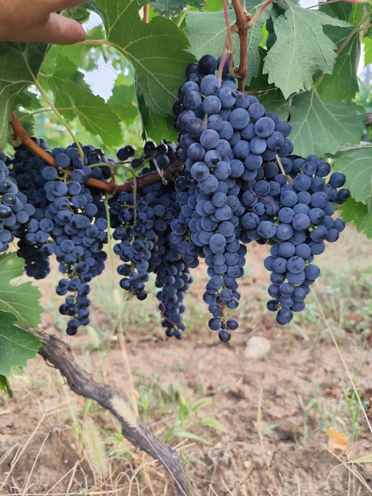 Vand struguri Merlot