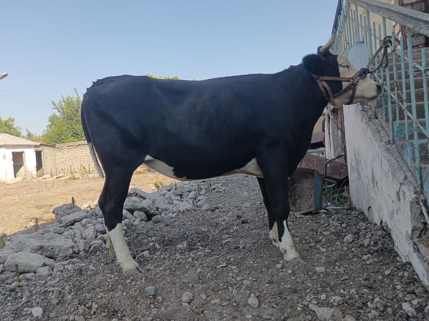 Bogoz brinchisi ga   5  oylik