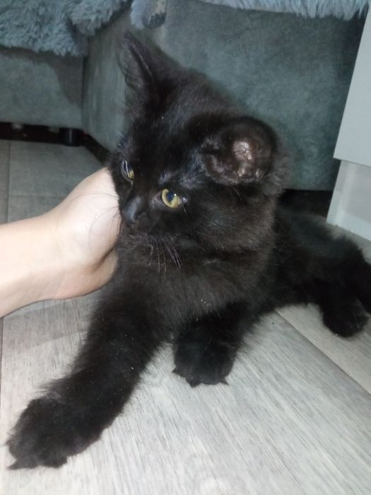 Отдам котенка бесплатно