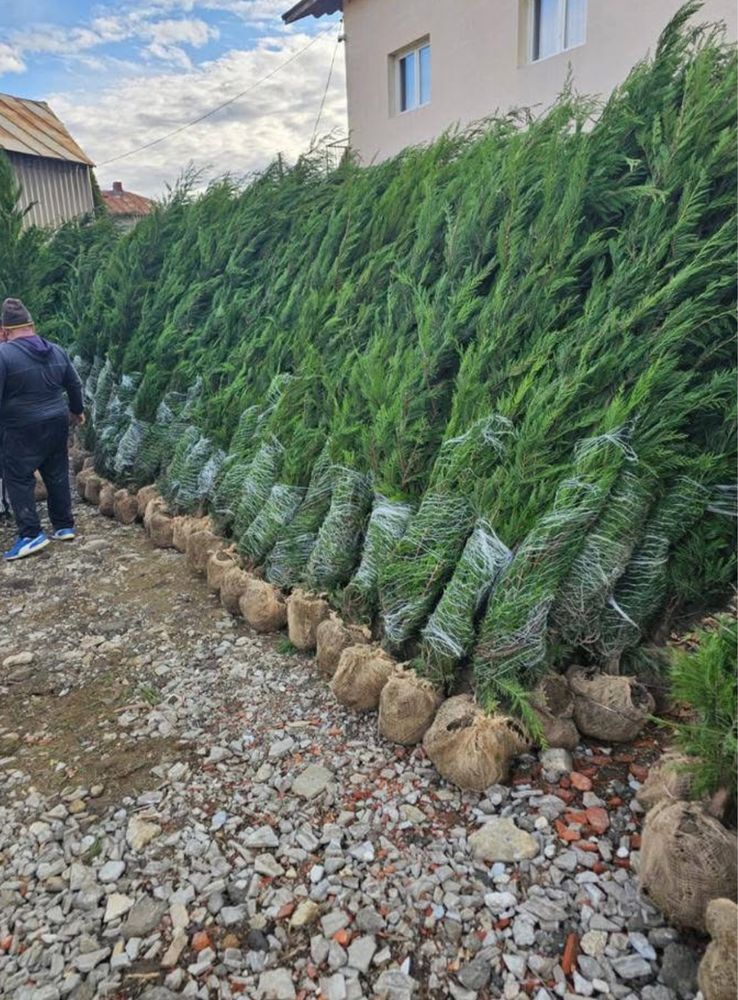 Leylandii chiparos