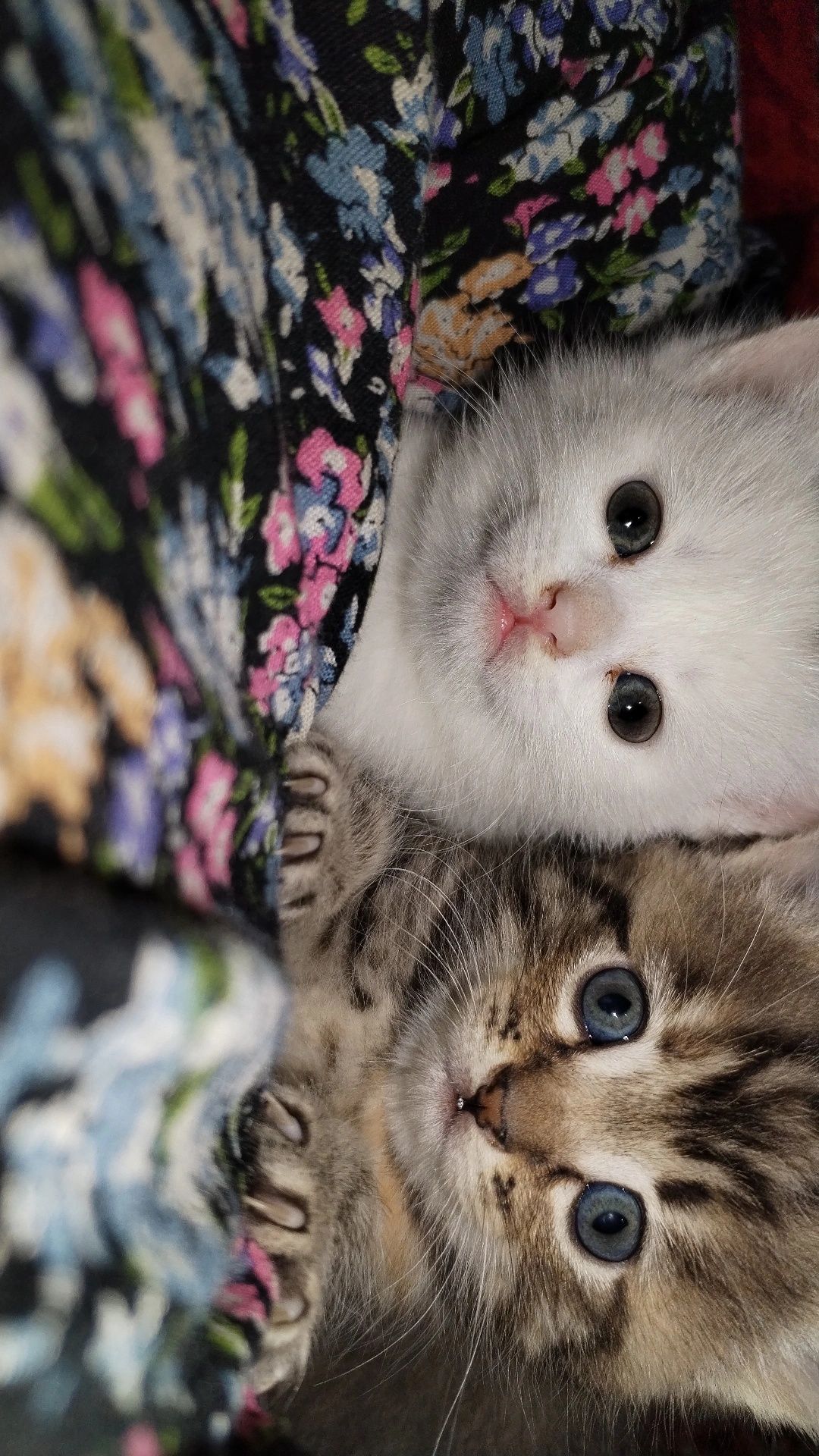 Продаётся котенок